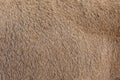 Redhead brown fur background, fur pile texture. Royalty Free Stock Photo