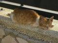 Redhead cat in afternoon sleep