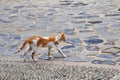 Redhead cat walking on the street in Chaouen in Morocco