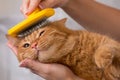 Woman combing her redhead cat Royalty Free Stock Photo