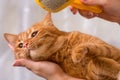 Woman combing her redhead cat Royalty Free Stock Photo