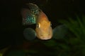 Redhead cichlid (Geophagus steindachneri) Royalty Free Stock Photo
