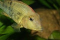 Redhead cichlid (Geophagus steindachneri) Royalty Free Stock Photo