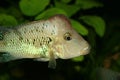 Redhead cichlid (Geophagus steindachneri) Royalty Free Stock Photo