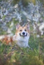 redhead a Corgi dog puppy lies in a may garden under a flowering white Bush and smiles