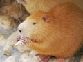 Redhead coypu or nutria eating a cabbage