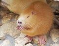 Redhead coypu or nutria eating a ccookies