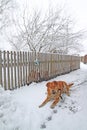 Redhead dog