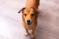 Redhead dog with two stand ears, portrait closeup Royalty Free Stock Photo