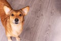 Redhead dog with two stand ears, portrait closeup Royalty Free Stock Photo