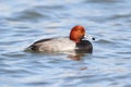 Redhead Drake (Aythya americana)