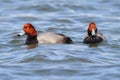 Redhead Drakes (Aythya americana) Royalty Free Stock Photo