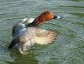 Redhead duck