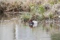 Redhead Duck drake sleeping on pond in Georgia, USA