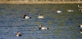 Redhead Duck drake and hen on lake, Georgia USA