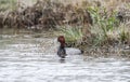 Redhead Duck drake sleeping on pond in Georgia, USA