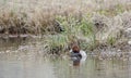 Redhead Duck drake swimming on pond in Georgia, USA