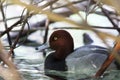 A redhead duck is pictured here. T