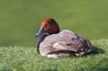 Redhead Duck