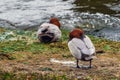 Redhead duck on stone. Aythya americana