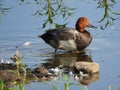 Redhead Duck wades into Montezuma marshwater