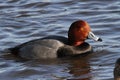 RedHead Duck on the Choptank River