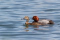 Redhead ducks couple swimming in blue water Royalty Free Stock Photo