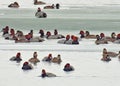 Redhead Ducks form rafts on frozen winter lake water of Cayuga Lake NYS Royalty Free Stock Photo