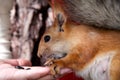 Redhead forest squirrel eating from hand at a feeding trough Royalty Free Stock Photo