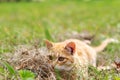 redhead funny little kitten hiding in the grass, hunts, cute pet Royalty Free Stock Photo