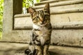 Redhead gray striped kitten sits in the courtyard