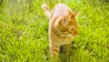 Redhead kitten on green grass