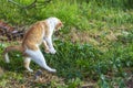 Redhead kitten playing on the grass