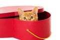 Redhead kitty sits in a box Royalty Free Stock Photo