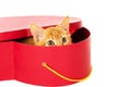 Redhead kitty sits in a box Royalty Free Stock Photo