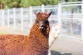 Redhead Lama, Bolivia, South America, Peru, northern Chile Royalty Free Stock Photo