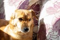 Redhead little dog sleeping on the couch Royalty Free Stock Photo