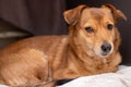 Redhead little dog sleeping on the couch Royalty Free Stock Photo