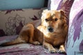 Redhead little dog sleeping on the couch Royalty Free Stock Photo