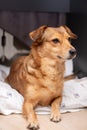 Redhead little dog sleeping on the couch Royalty Free Stock Photo