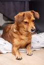 Redhead little dog sleeping on the couch Royalty Free Stock Photo