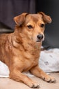 Redhead little dog sleeping on the couch Royalty Free Stock Photo