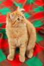 Redhead long hair kitten on warm plaid, close up