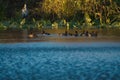 Redhead and Ring necked duck swimming in a lake Royalty Free Stock Photo