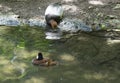 Redhead and Ruddy Ducks Royalty Free Stock Photo