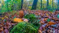 Redhead squirrel in the city park in the autumn season Royalty Free Stock Photo