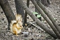 The redhead squirrel holds a hazelnut nut in its paws and gnaws among maple trees