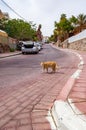 Redhead street cat standing on road in Eilat, Israel Royalty Free Stock Photo