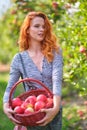 Redhead woman picking ripe organic apples in wooden basket in orchard or on farm on a fall day Royalty Free Stock Photo