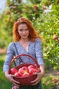 Redhead woman picking ripe organic apples in wooden basket in orchard or on farm on a fall day Royalty Free Stock Photo